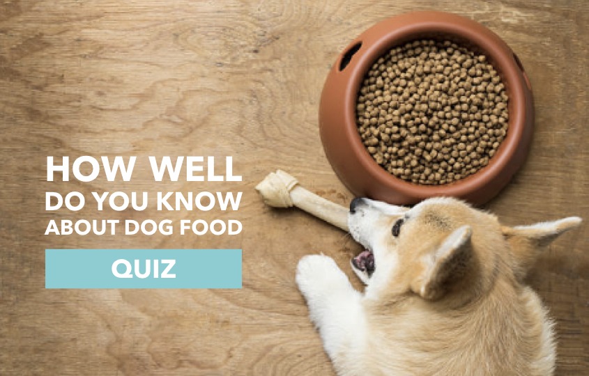 [Quiz] How well do you know about dog food and nutrition?