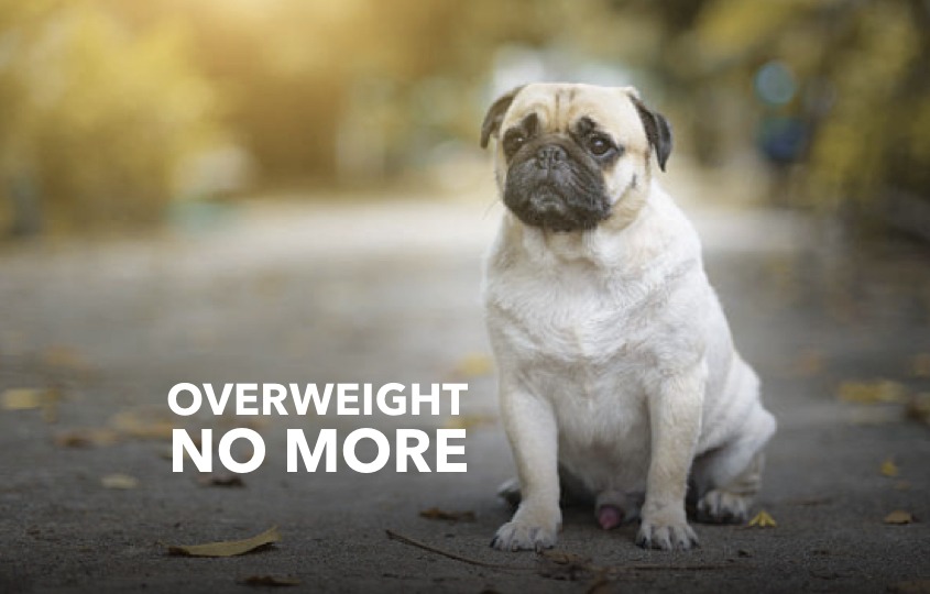 5 simple ways to help your dog lose weight healthy