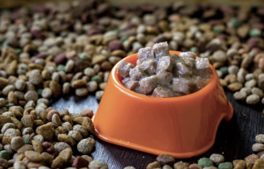 How to compare nutrient levels of wet and dry dog food?
