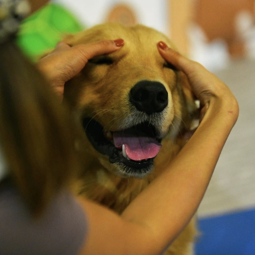 Dog massage workshop