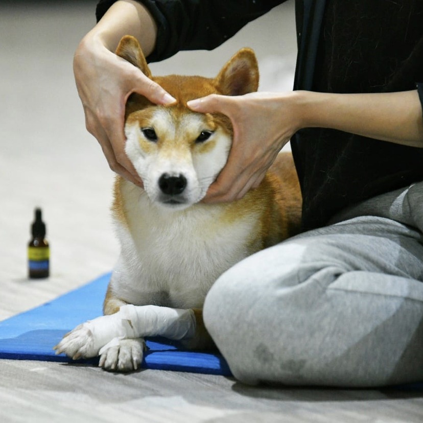 Dog massage workshop