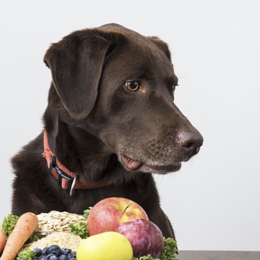 Free seminar: advanced nutrition on homemade diet for dogs