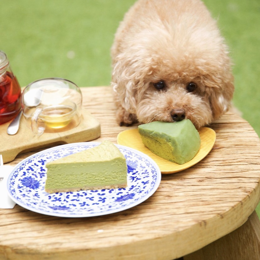 Cake & Tea Tasting for Humans & Dogs