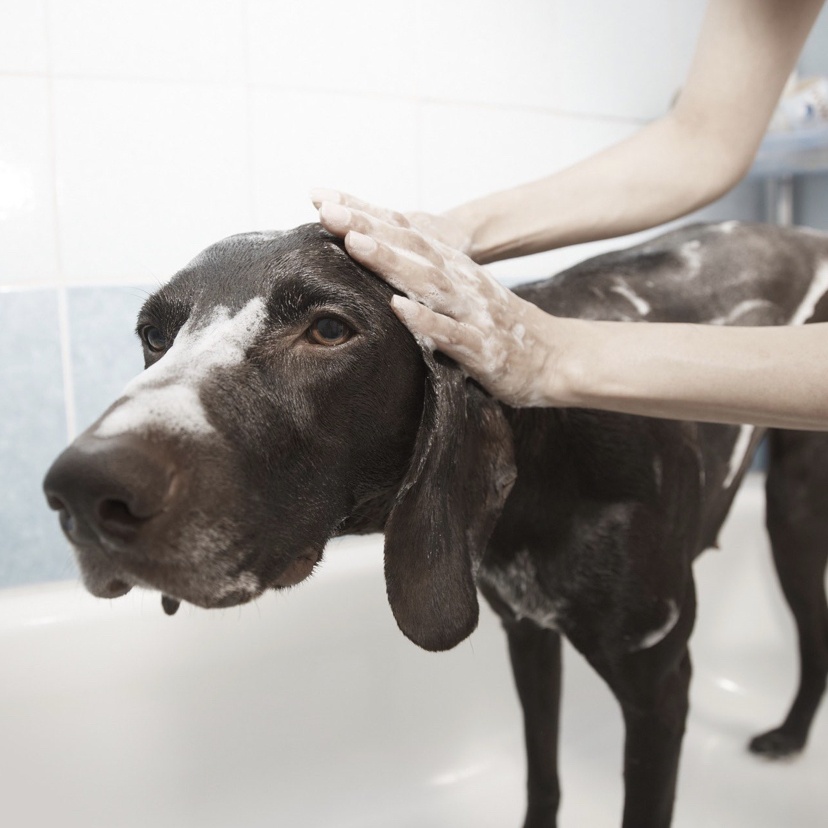 All you need to know to wash your dog the right way