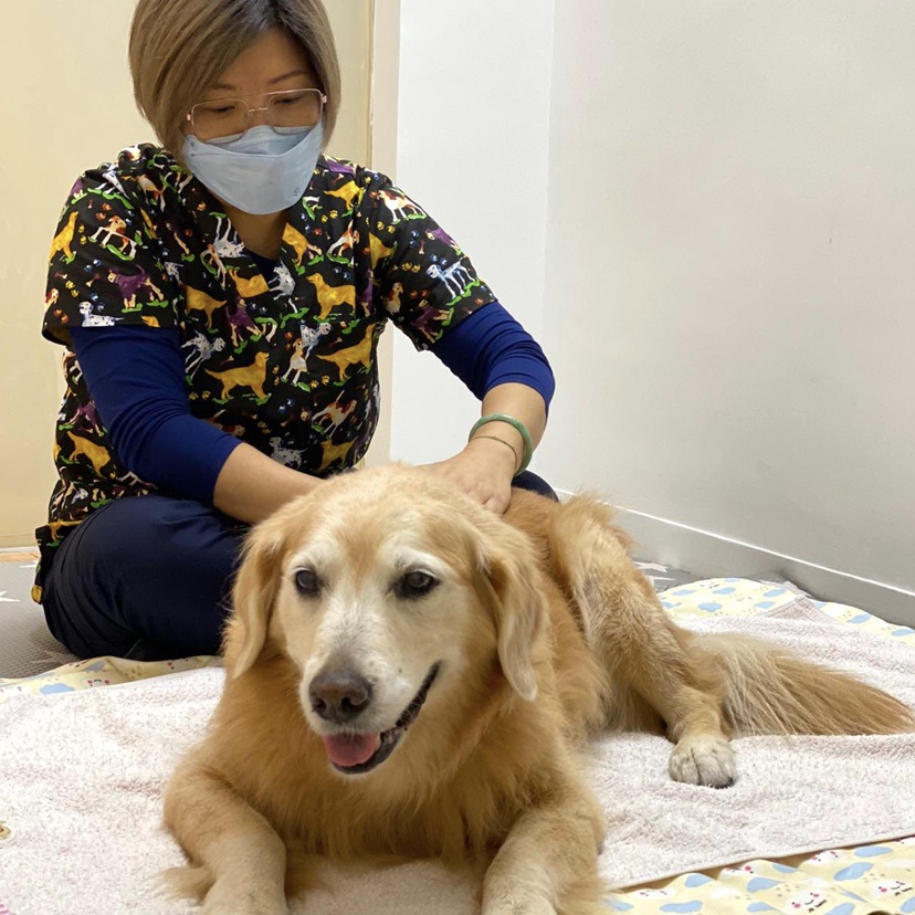 Dog massage charity workshop